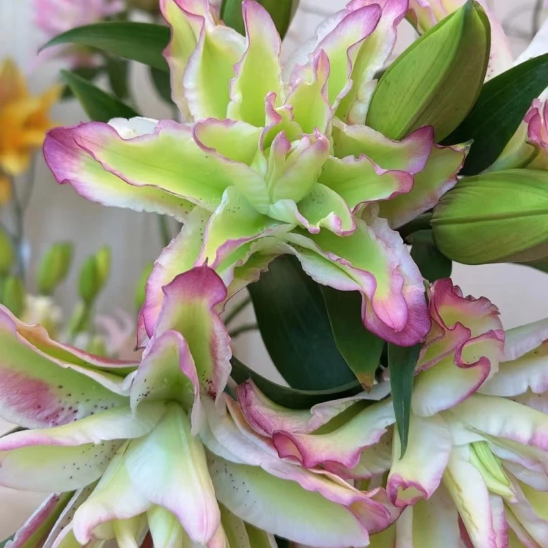 翡翠恋人重瓣百合种球进口种球庭院阳台花卉带根芽【养死包赔】