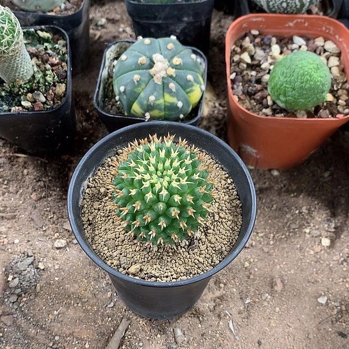 28868398385856868689