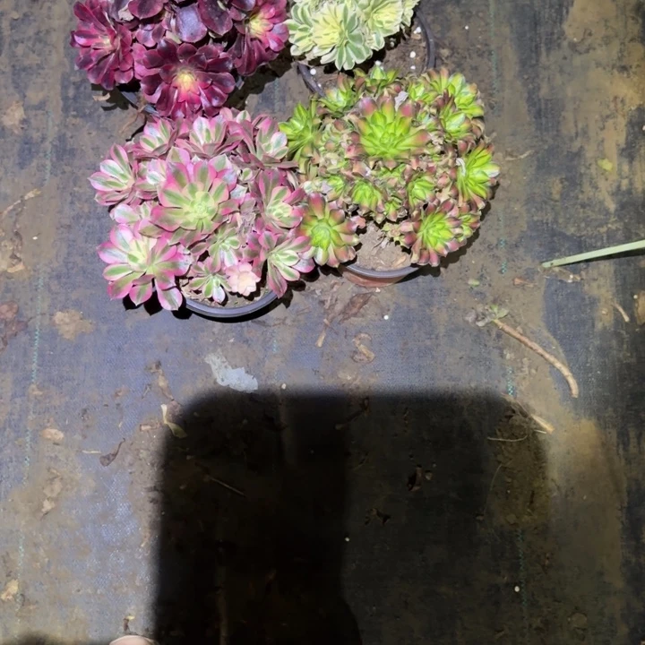 一单包邮不包侧枝47