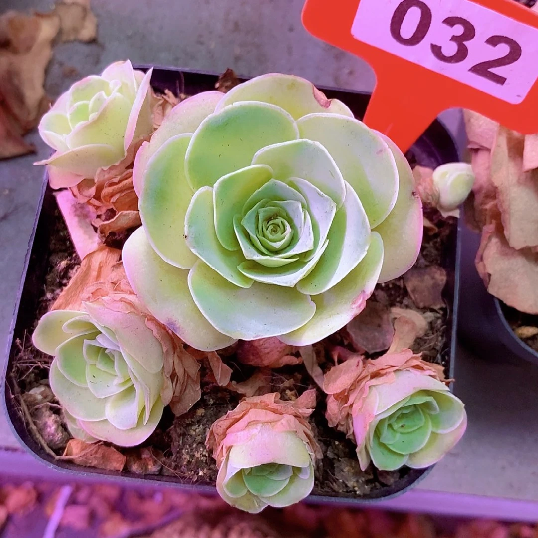 山地玫瑰一物一拍032樱桃