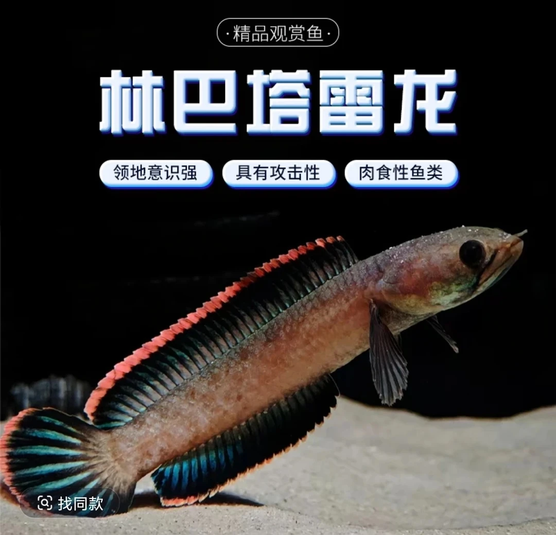 林巴塔雷龙鱼苗4/6厘米（嫌小事多勿拍）