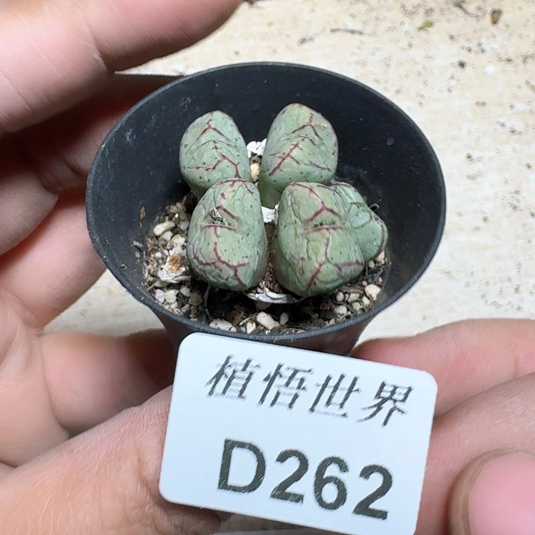 262盒多肉植物哇c v