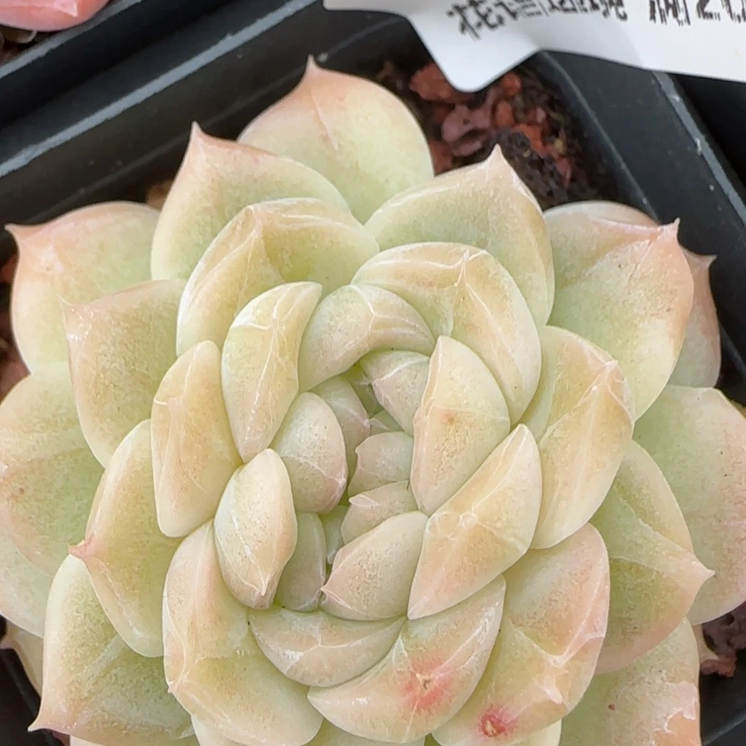 花语逸镜0214-485