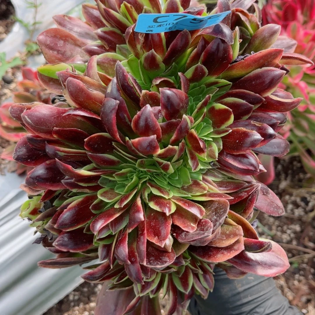 多肉植物欧嘉莉756