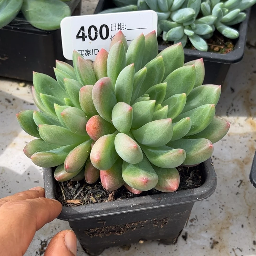 美人系杂多肉植物400