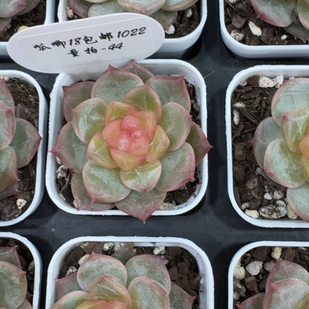 1022-044-金色年华一颗量拍