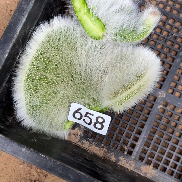 *****无花朵九尾狐缀头658