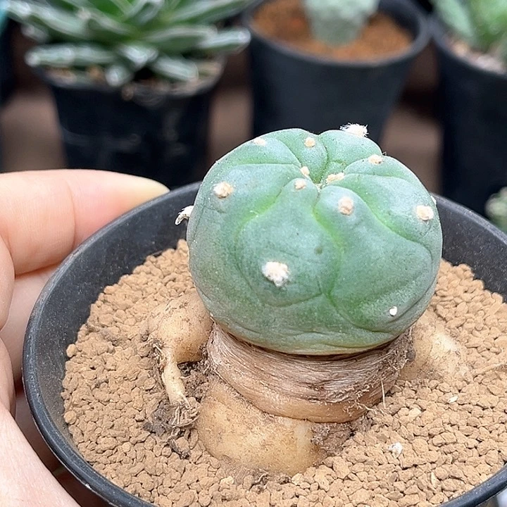 无花朵输入种源海鲜实生4cm