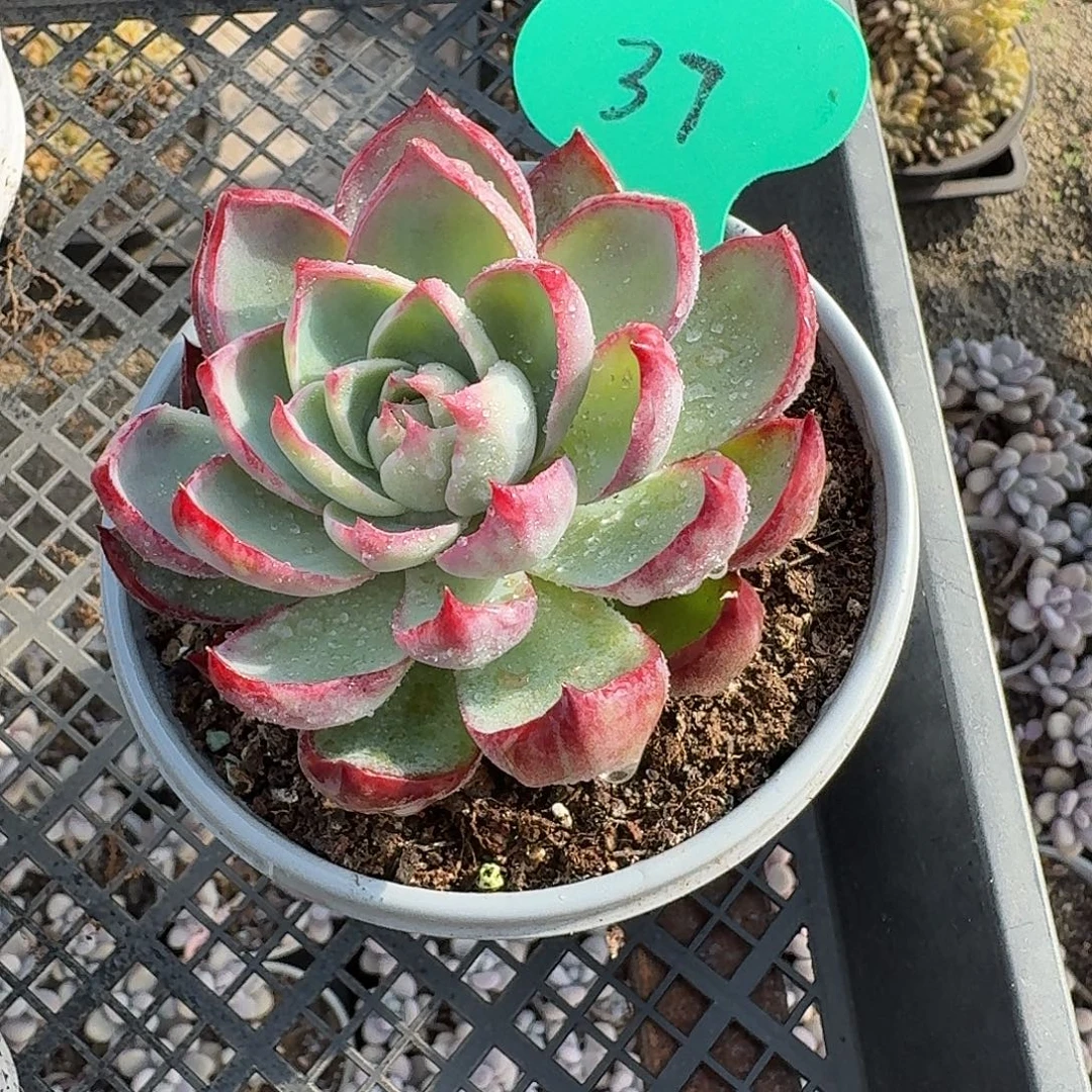 粉丝福利惊鸿仙子37