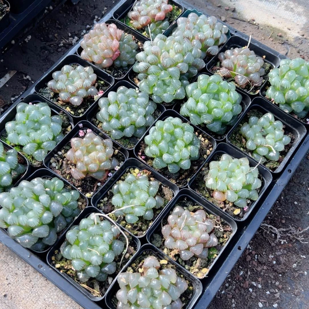 瑕疵果冻ob多肉植物一颗