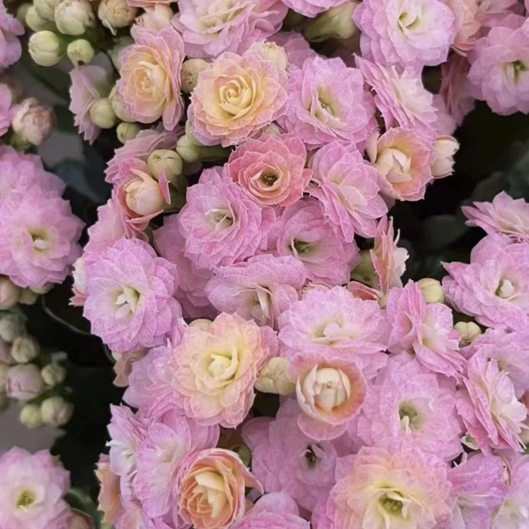 长寿花～【浪漫樱花】
