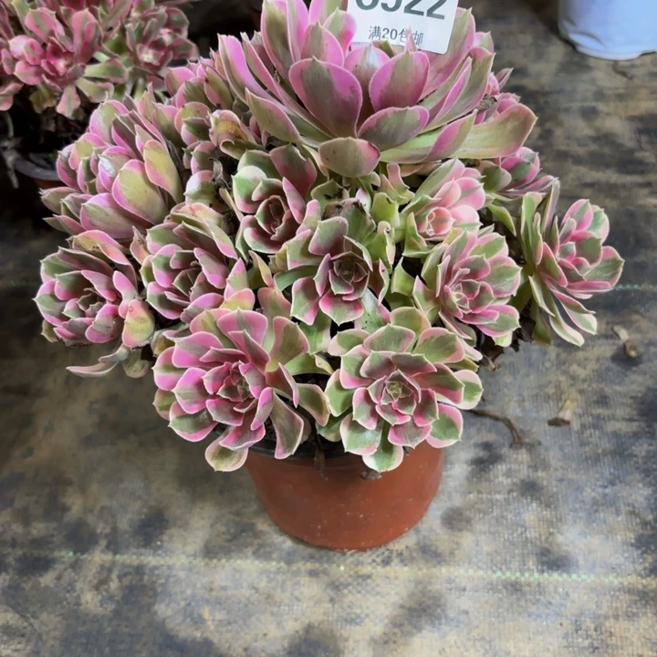 瑞妈多肉园艺922+