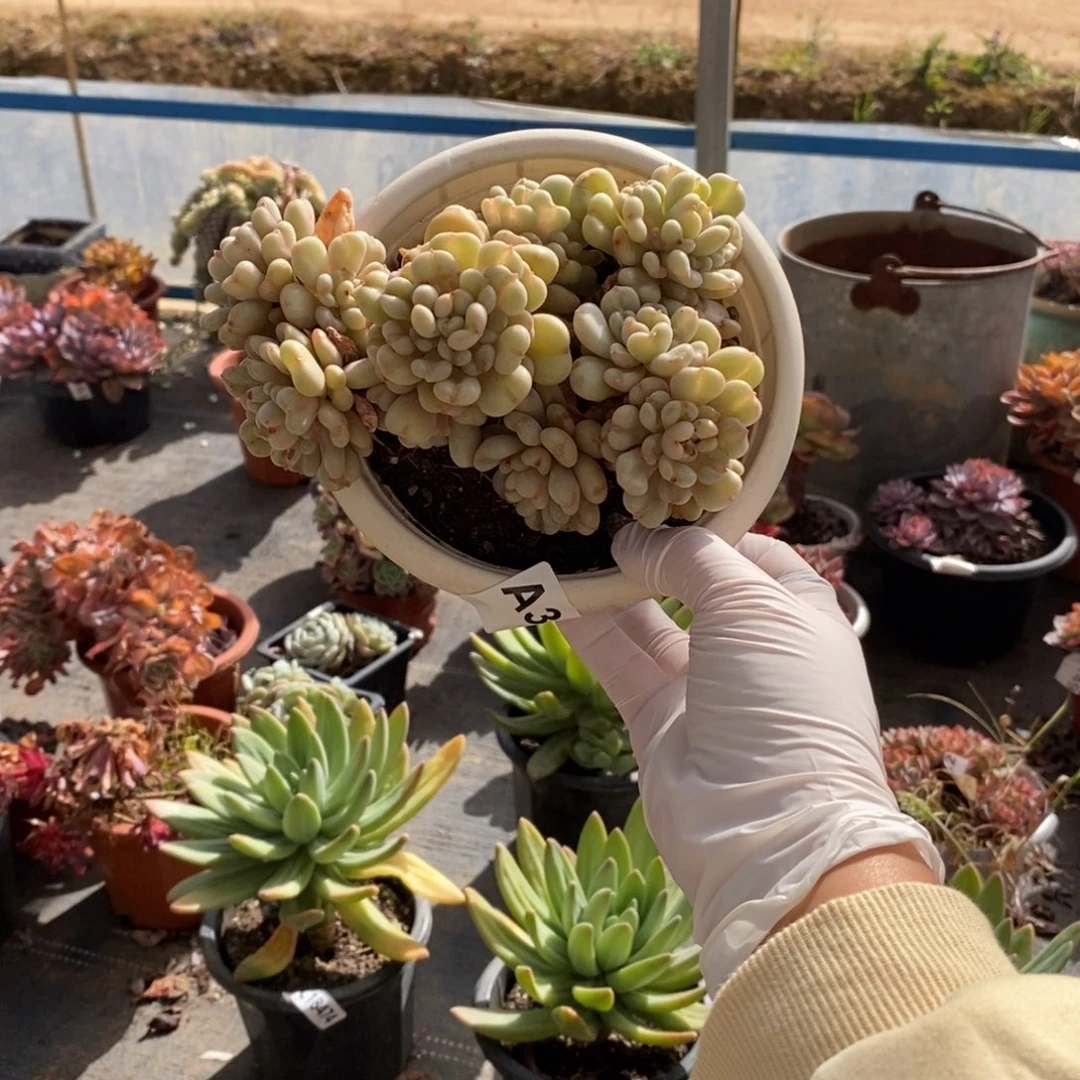 363比尔盖茨一物一拍