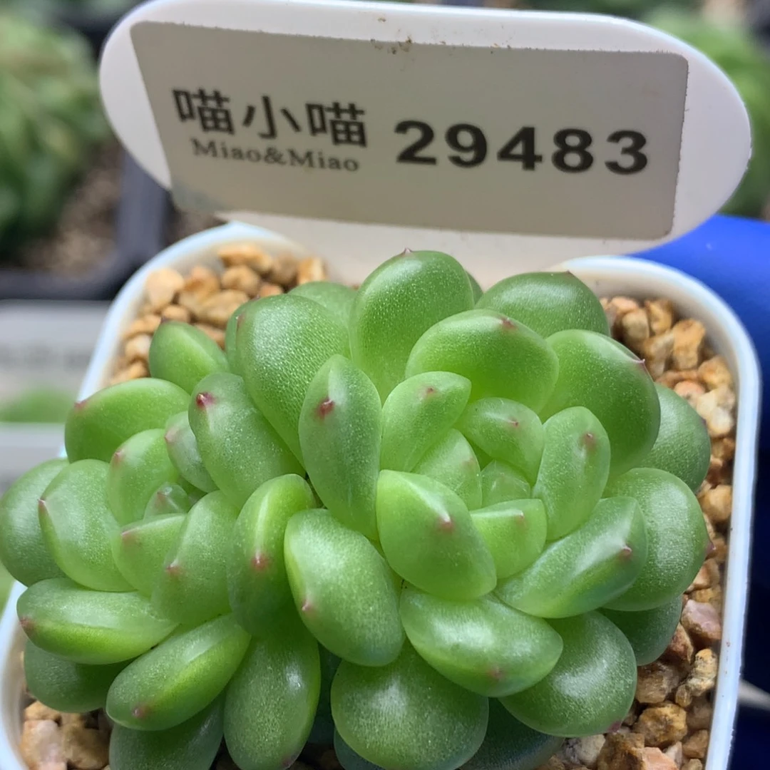 多肉植物杂交珍妮