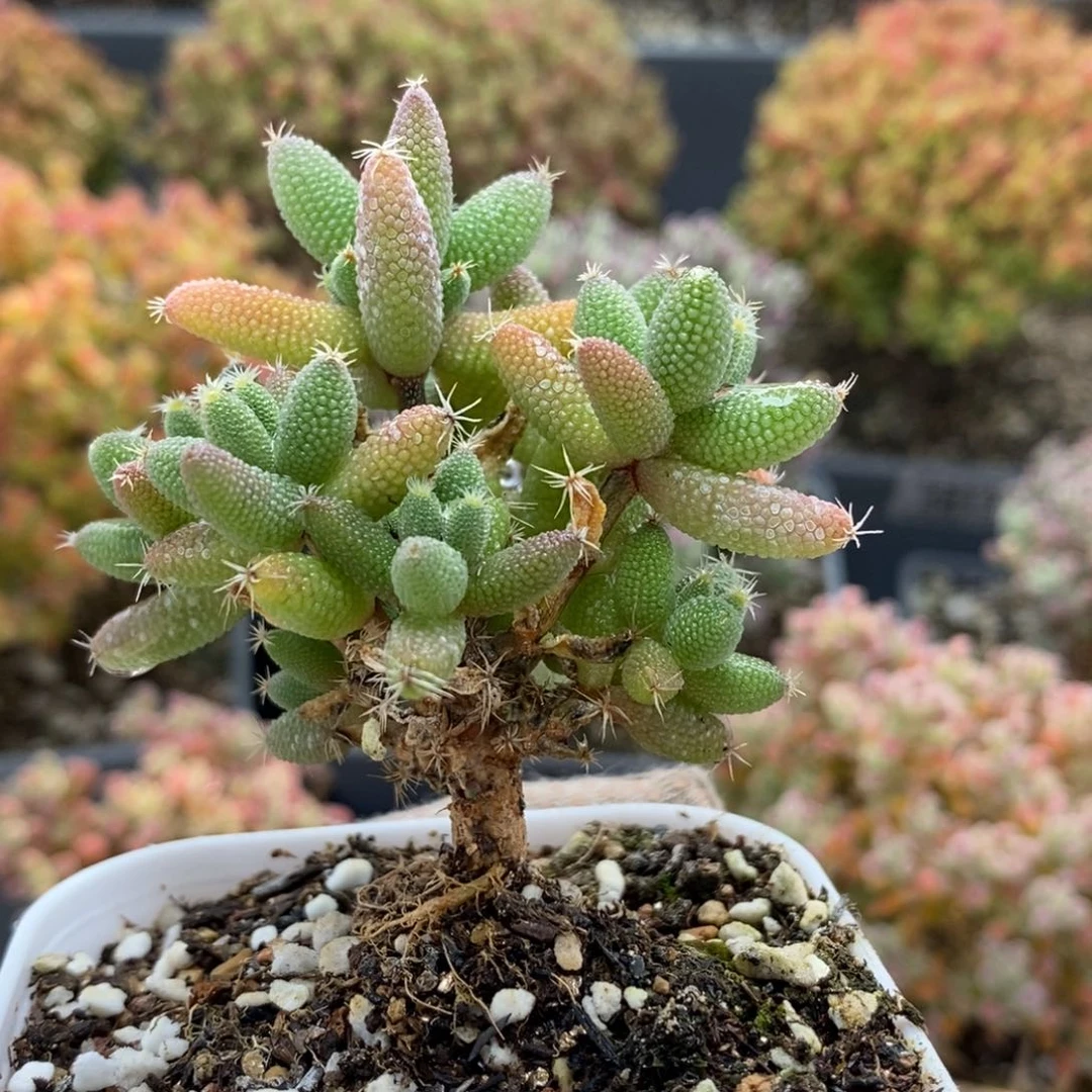 E****米实生玉米6006枝干番杏