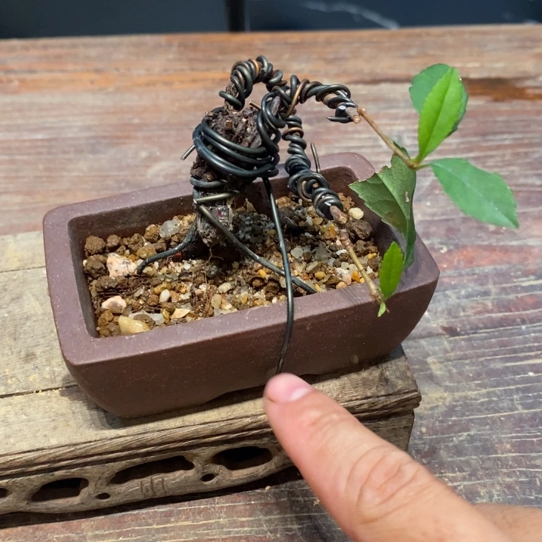 完全开放海岛春花