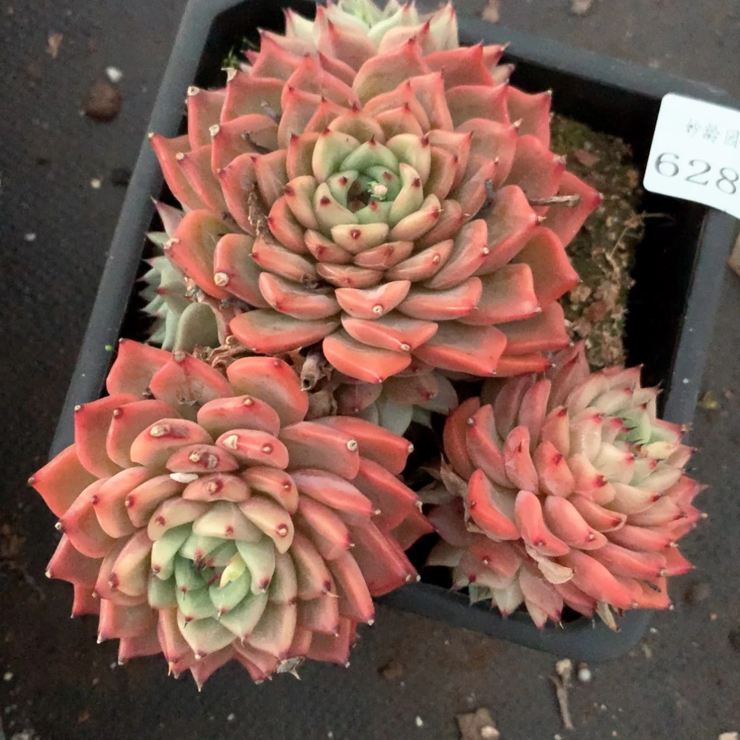 6289不包掉头不售后