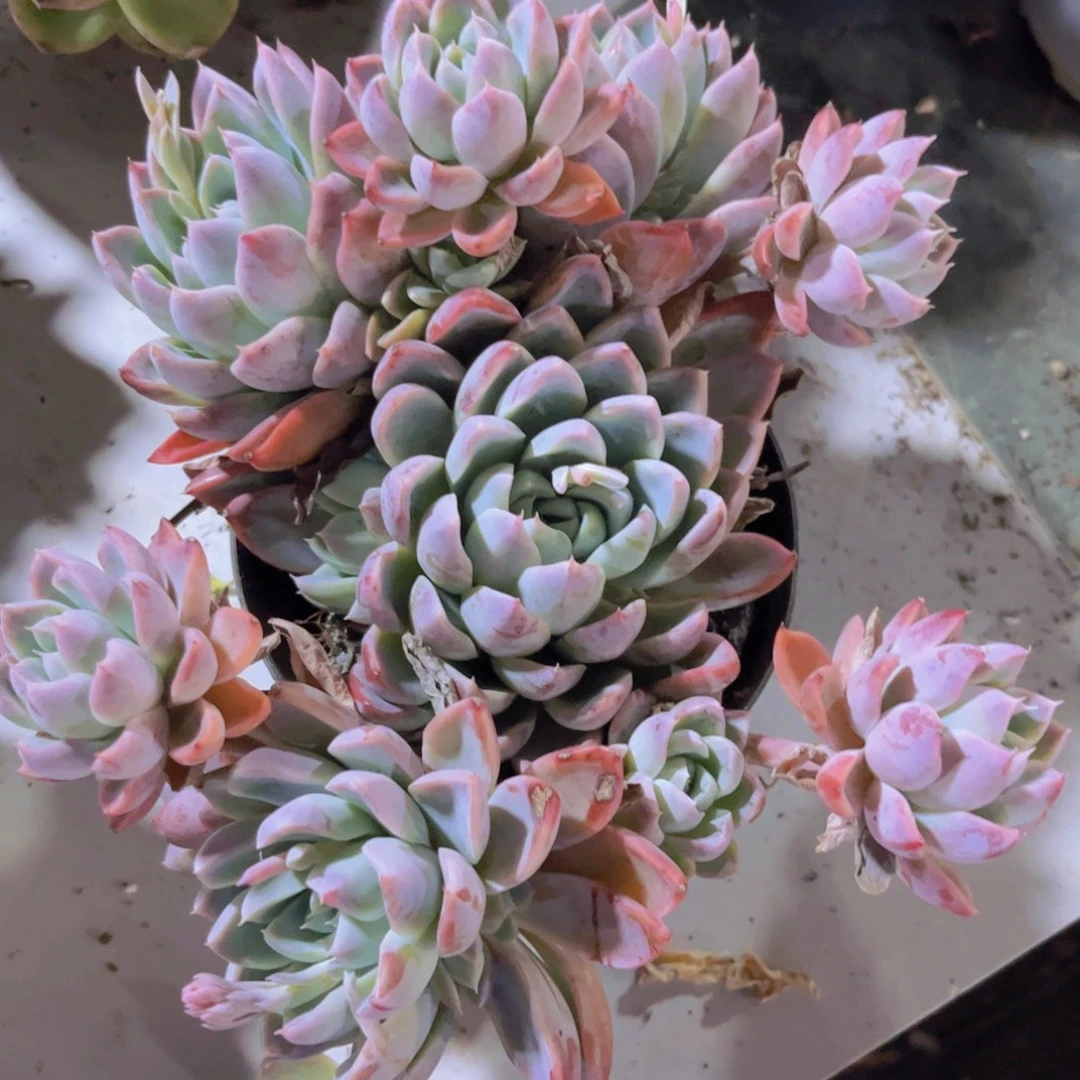 佳人杂31215多肉植物