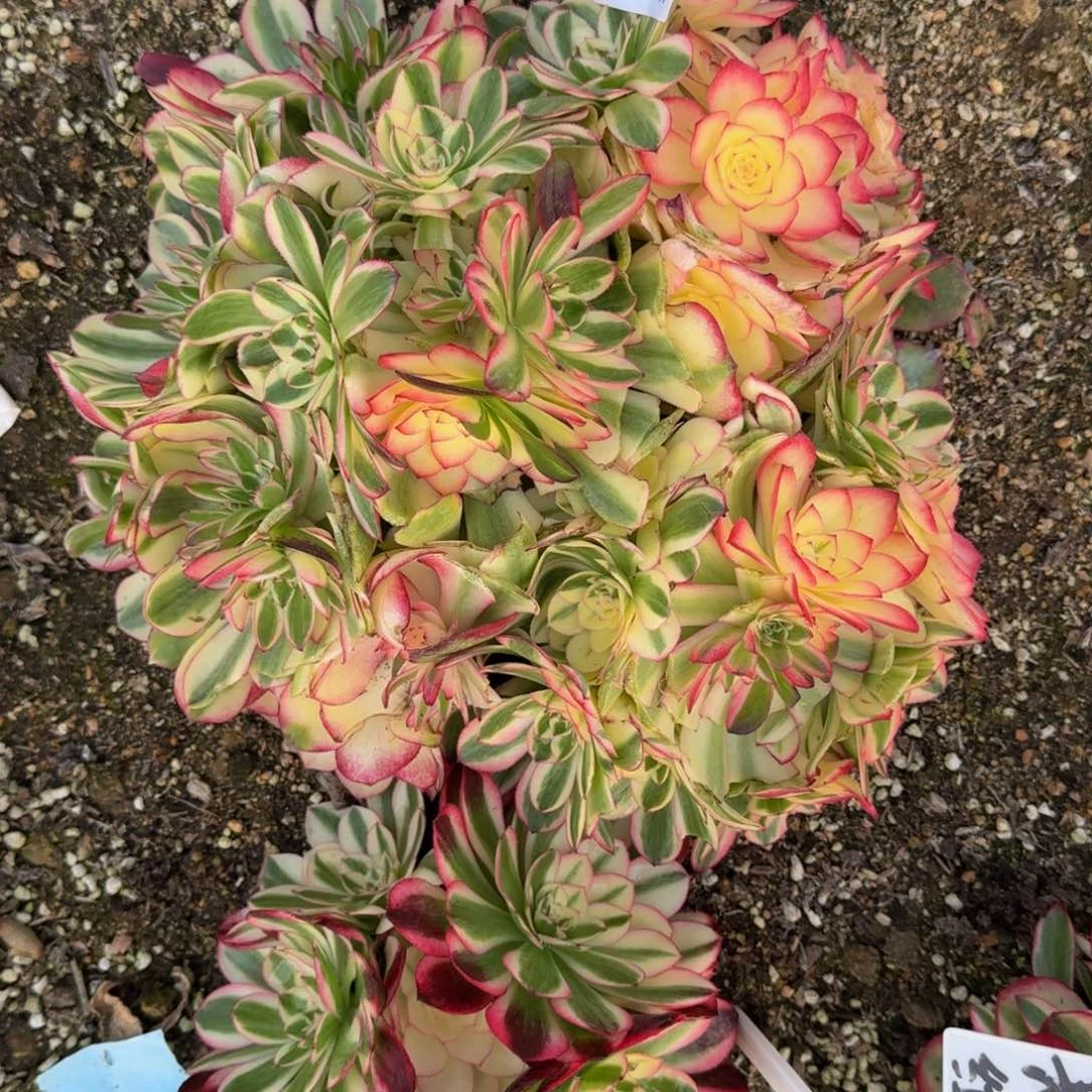 风**絮748荔枝寄养到秋