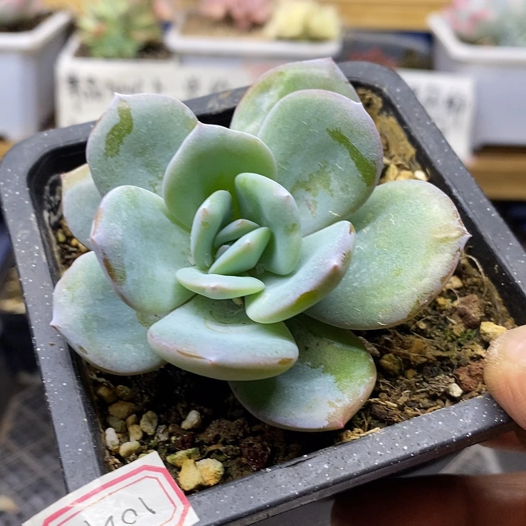 10297 正版奶茶单头