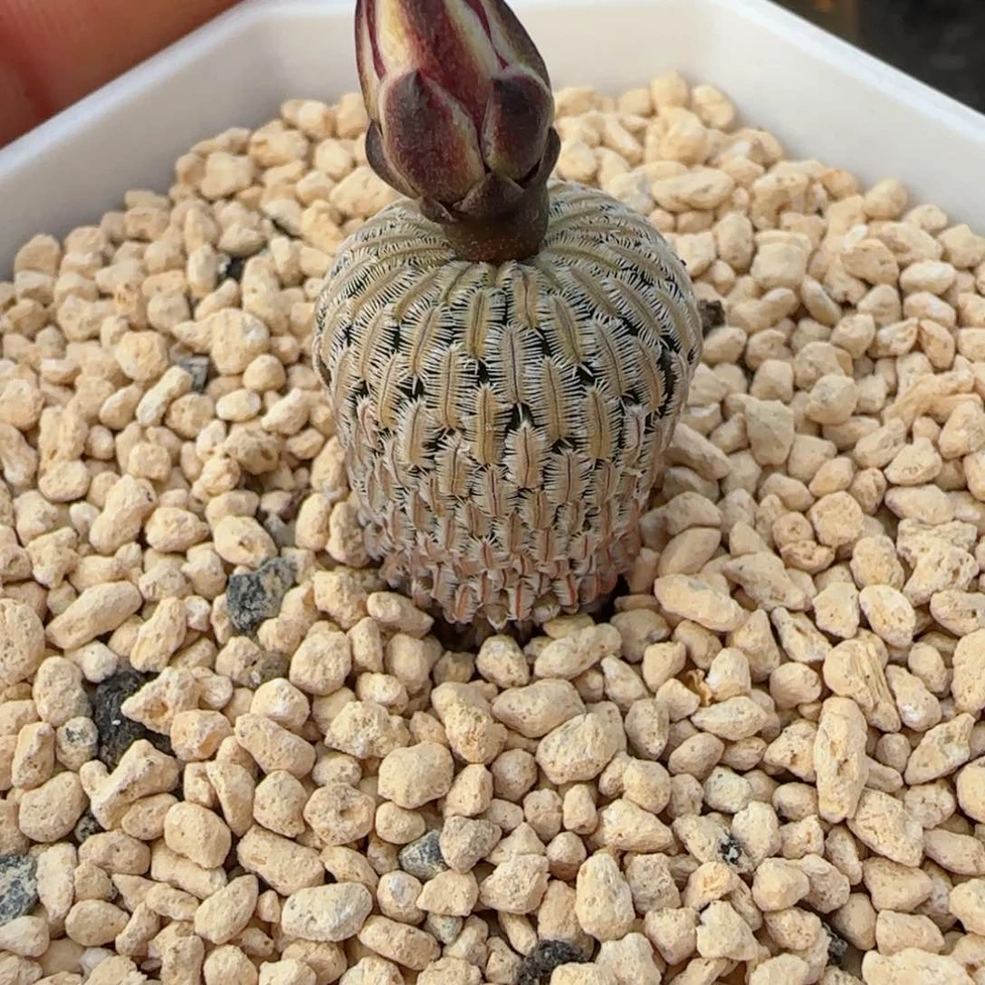 福利满30包邮48小时凑单