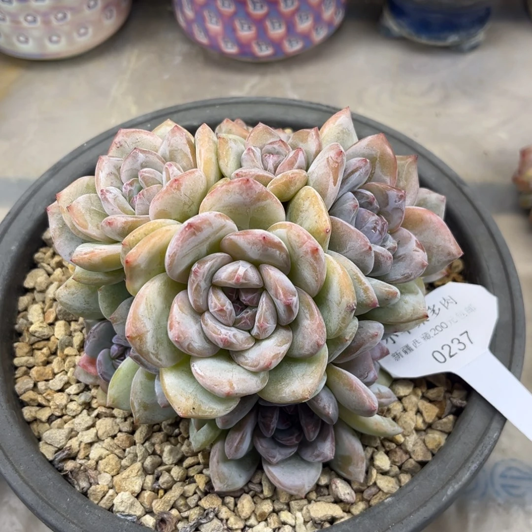 黄底紫心237/15cm13头