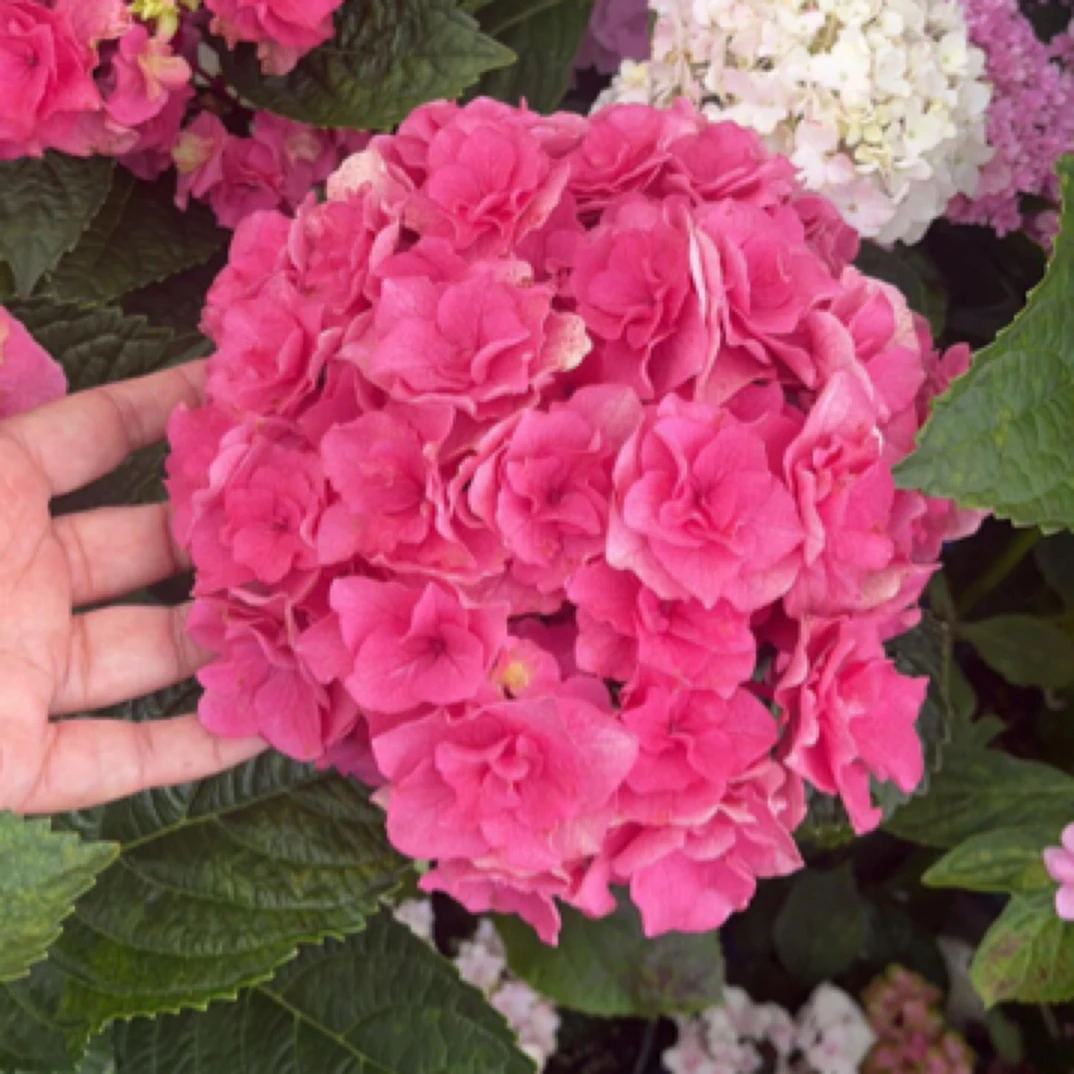 重瓣大花绣球 雷神绣球花 5加仑大盆