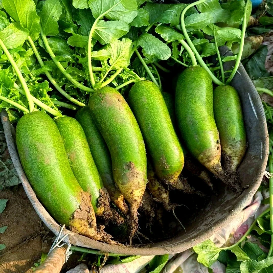 【正宗小沙窝村沙窝萝卜】天星2号 拍4斤送3斤 清脆爽口 鲜嫩多汁 顺丰京东次日达！