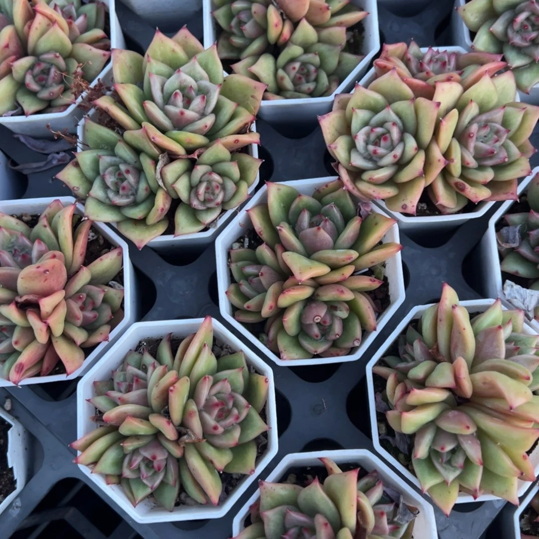 蔷薇玛利亚三头群到手1颗量拍多肉满18元包邮明天发货