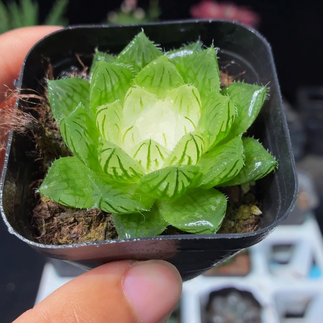 宝莲灯玉露多肉9.9包邮发货