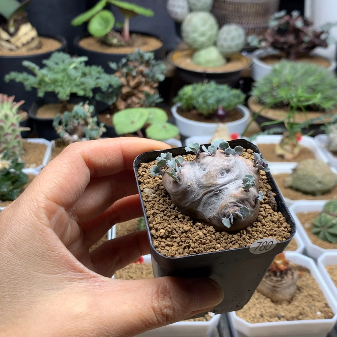 产地格加厚敦菊带盆780