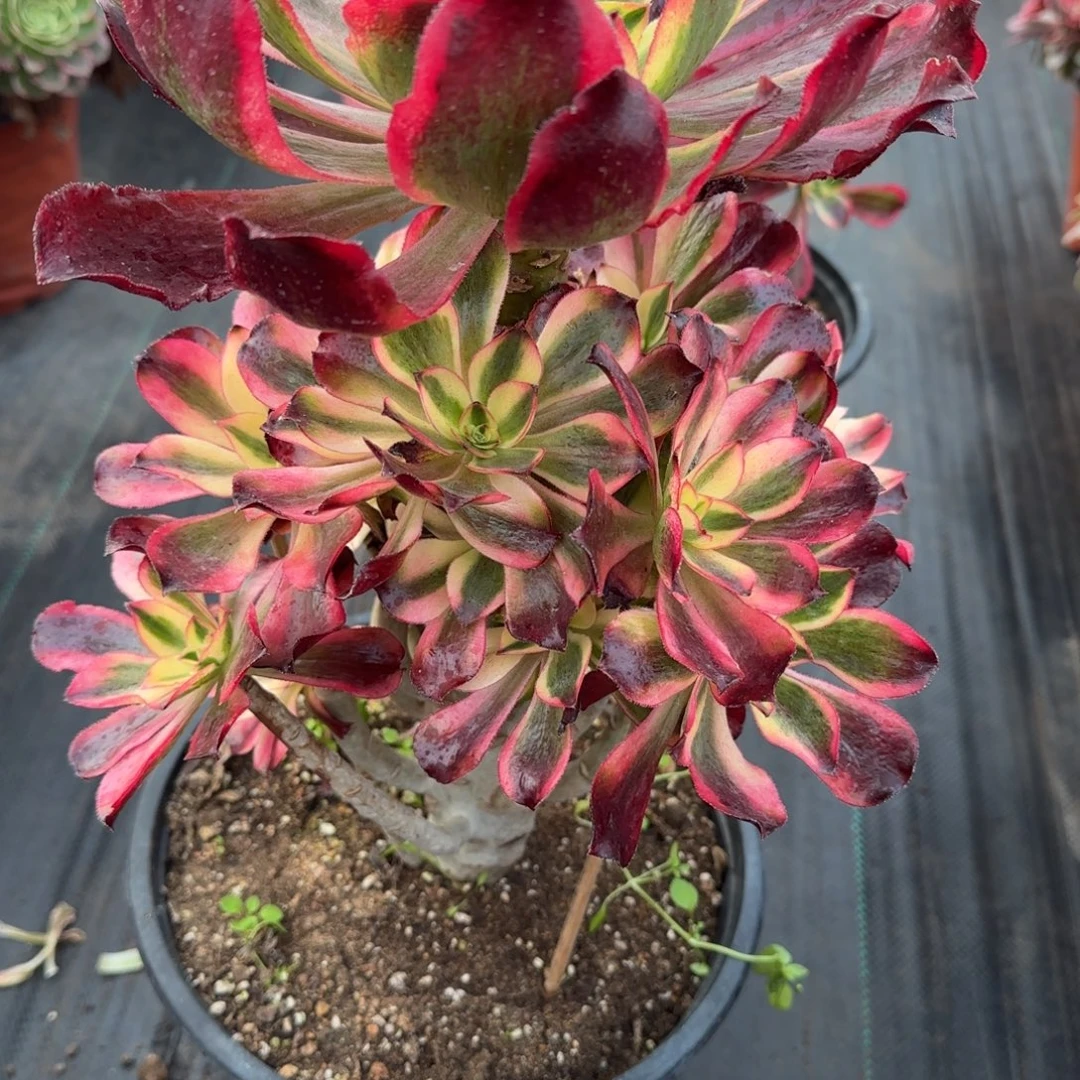 林***哲6271多肉魅影多肉