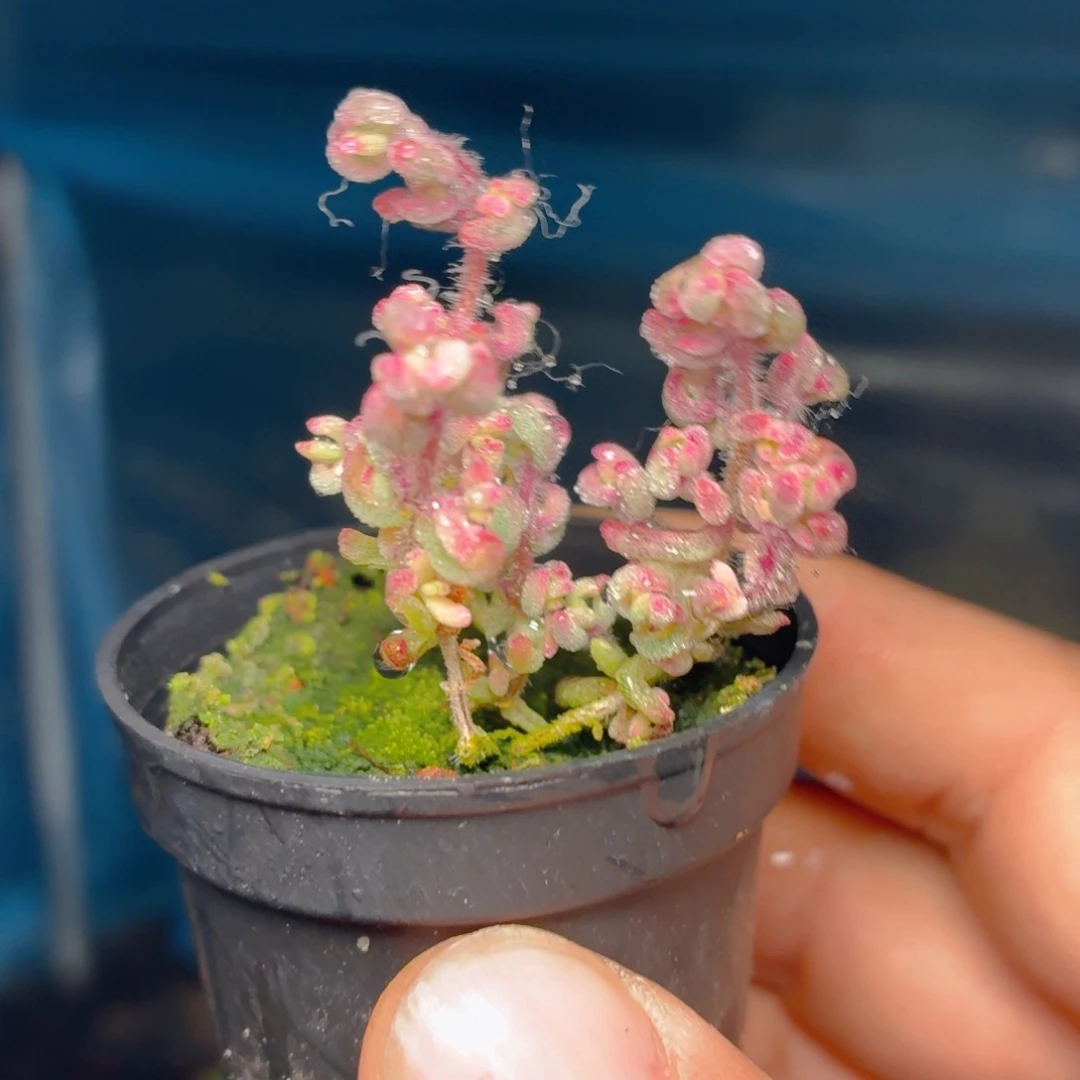 红宝石枝干锦多肉9.9包邮发货