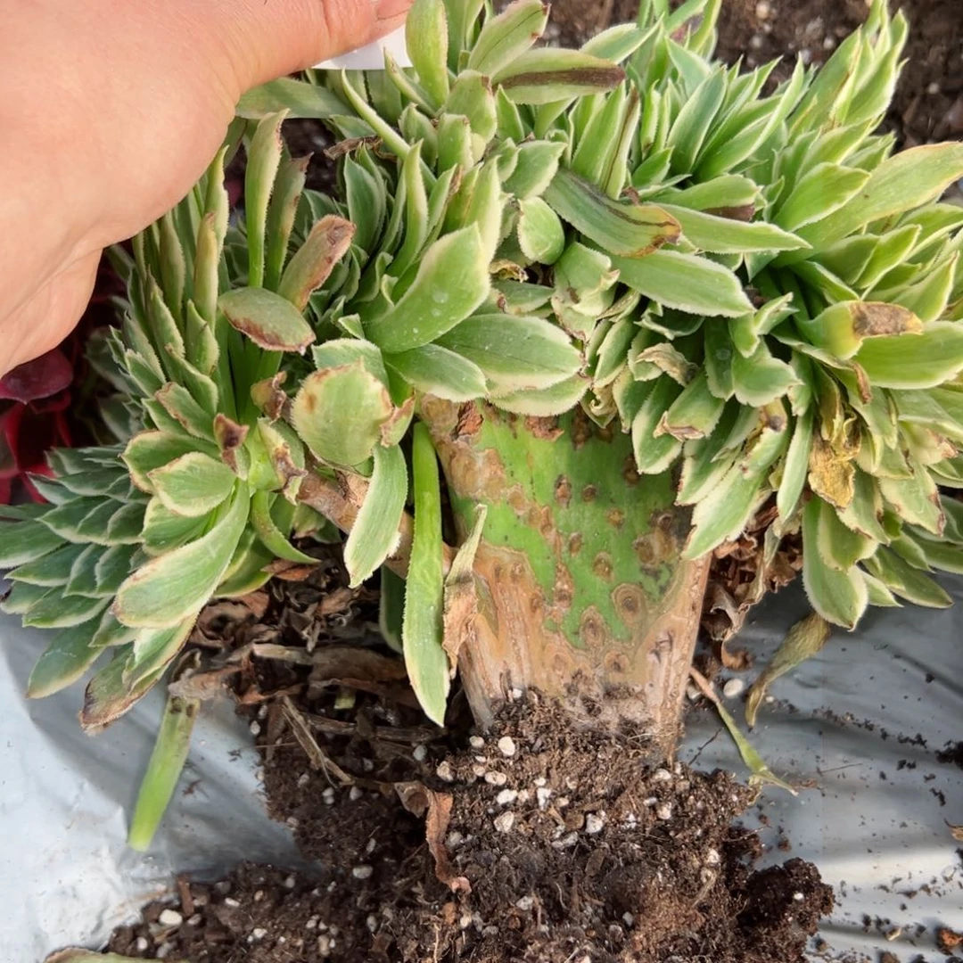 我7238 号多肉法师新年特价