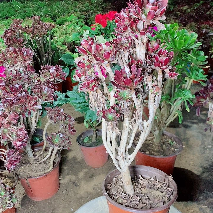 母本多肉植物三色红玫瑰多肉植物21号