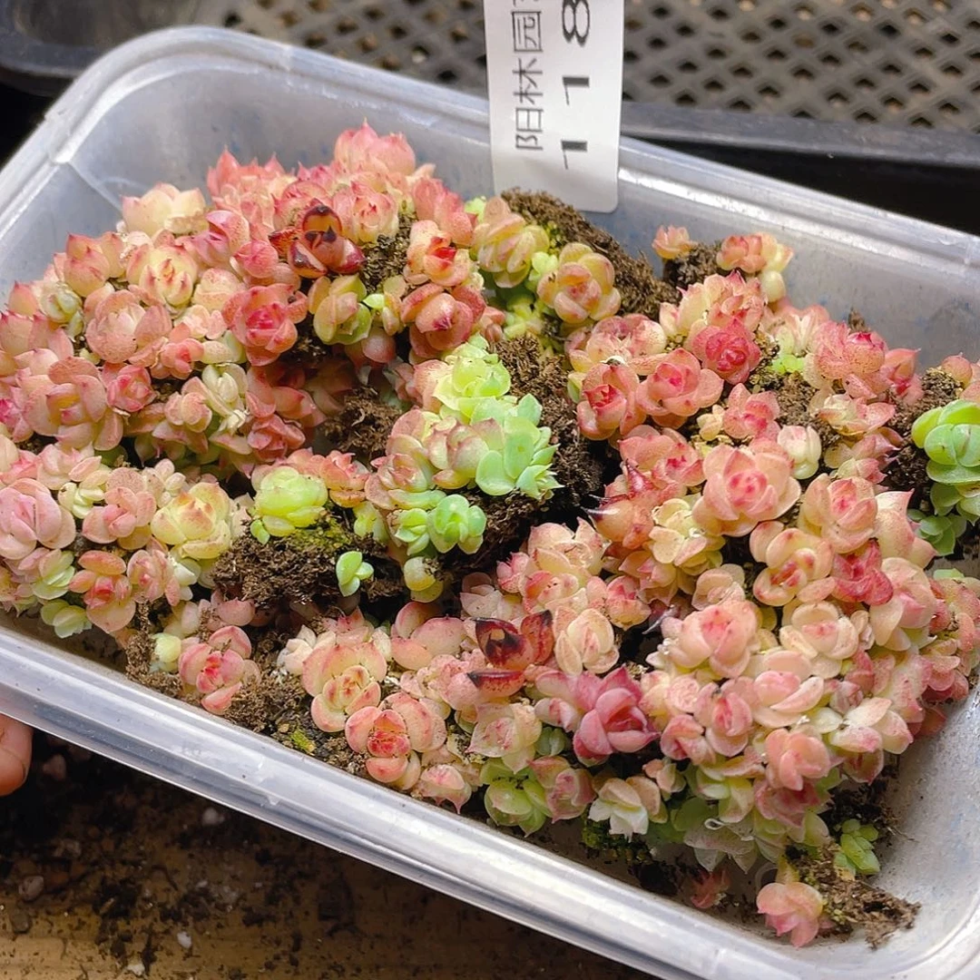 多肉植物多肉植物1185