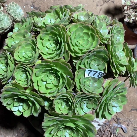 778万圣节法师多肉植物