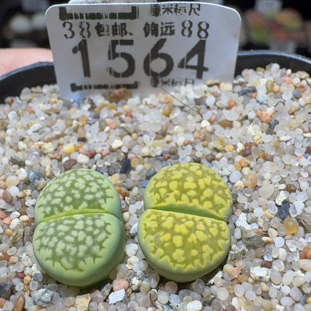 Sssss精品生石花1564