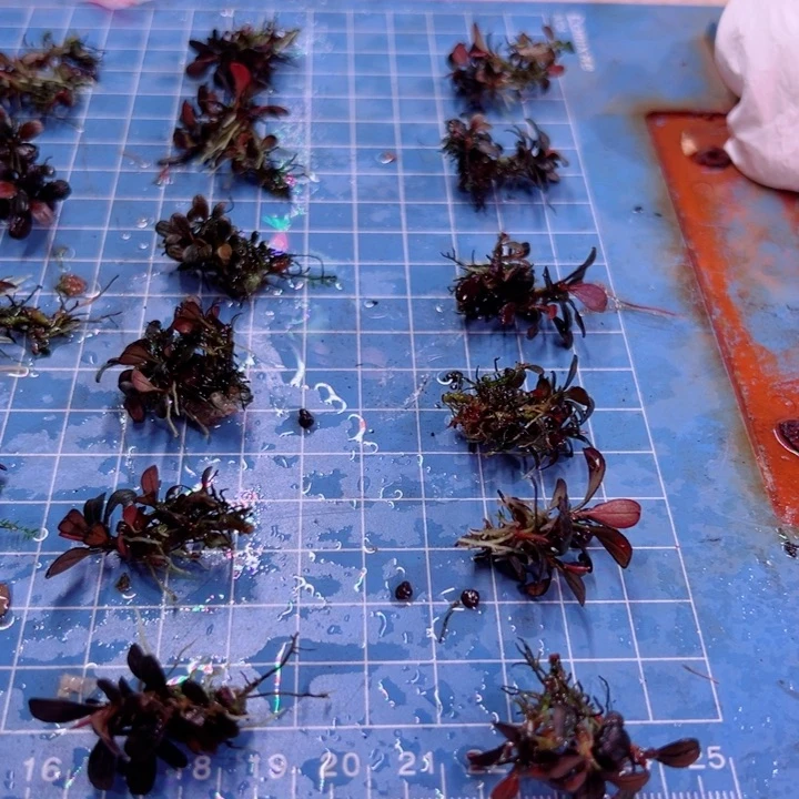 辣椒榕大象玉福利