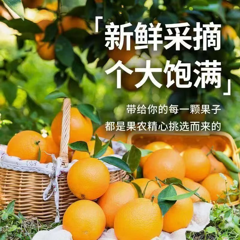 正宗巴东脐橙手剥甜橙采摘现摘现发果大多汁产地直发