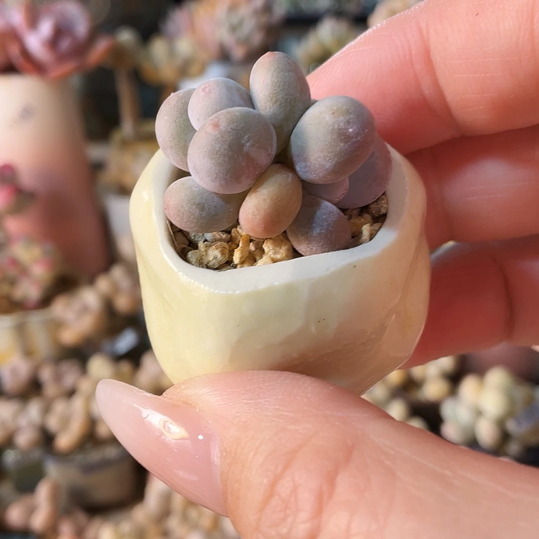 茄***椒多肉植物和植物等多种多样