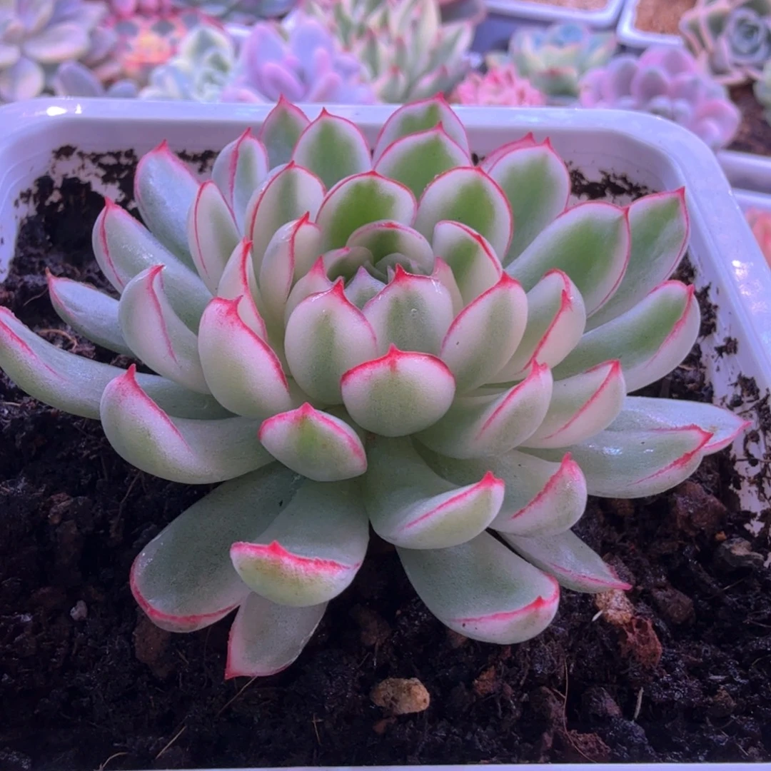 梦幻玫瑰白锦 多肉