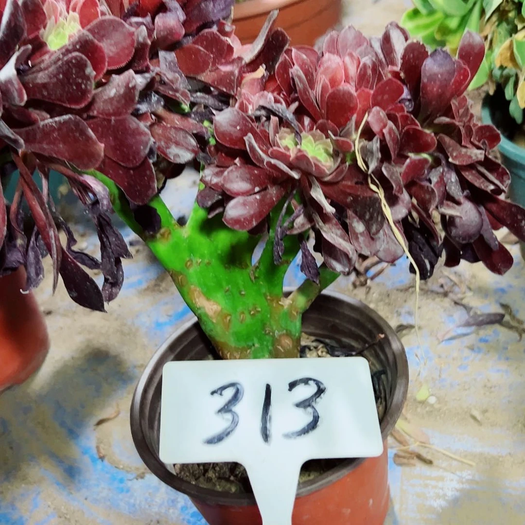 多肉植物欧子缀花