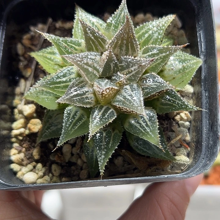 J****十二卷多肉初霜11