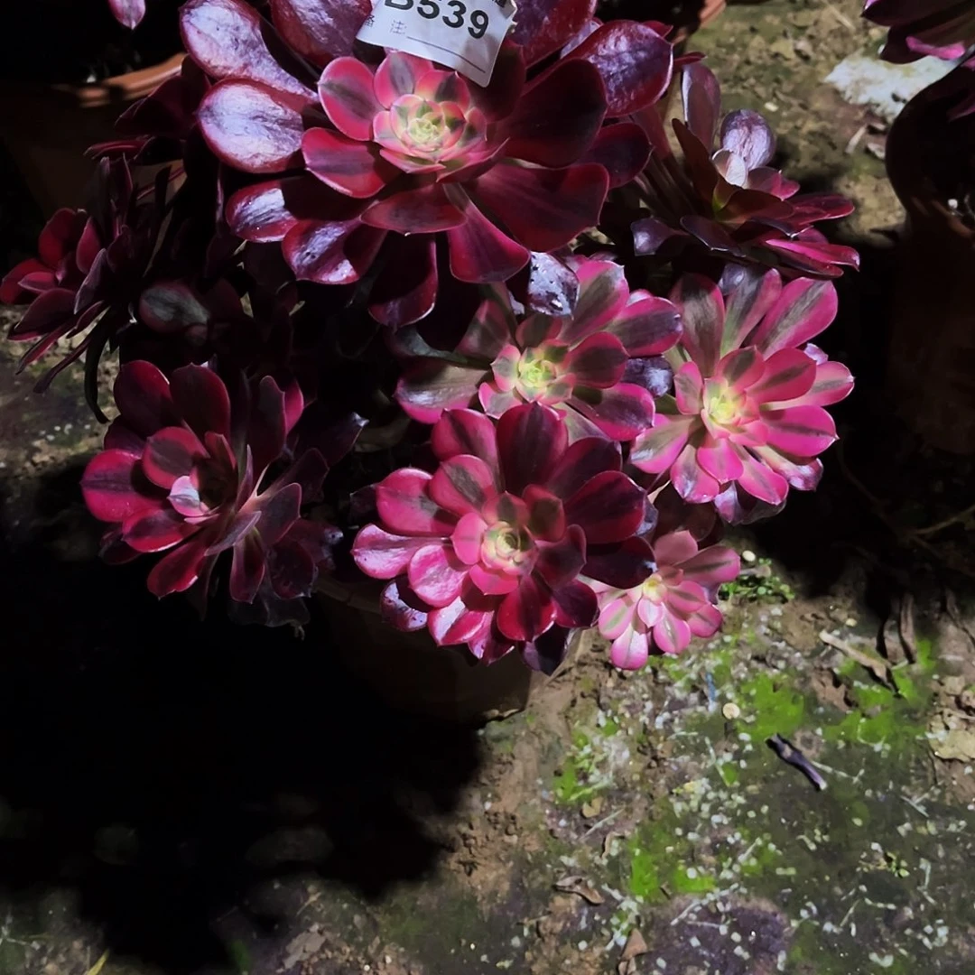 北**人多肉539美杜莎法师