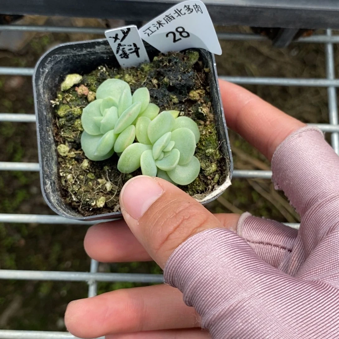 Y**礼标签28斜阳一个多肉