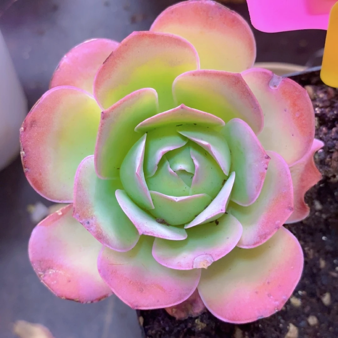 山地玫瑰新粉福利一物一拍160红狐狸