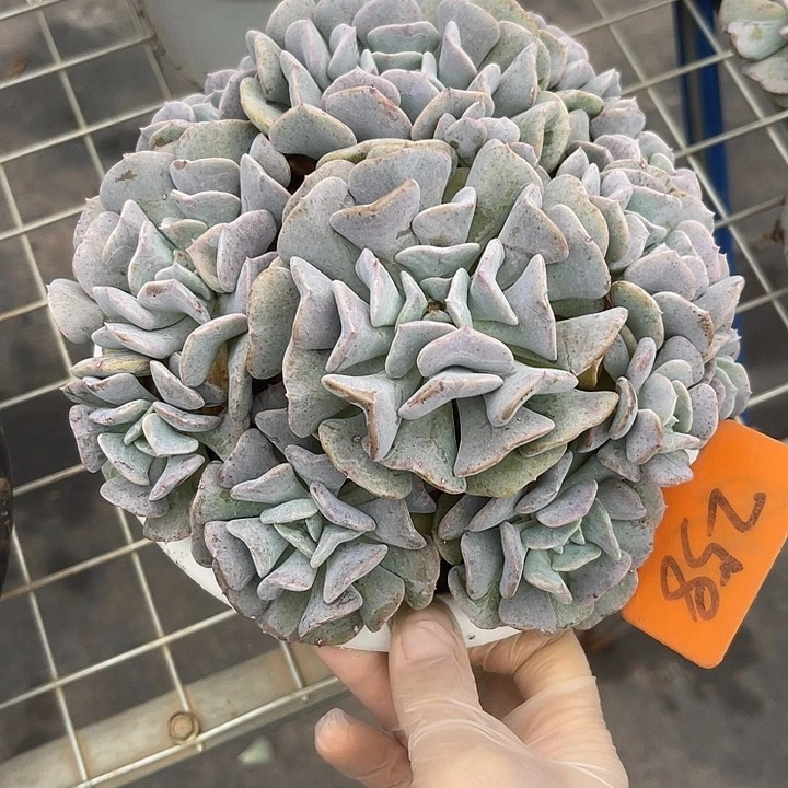 两单包邮，一物一拍雪静灵258