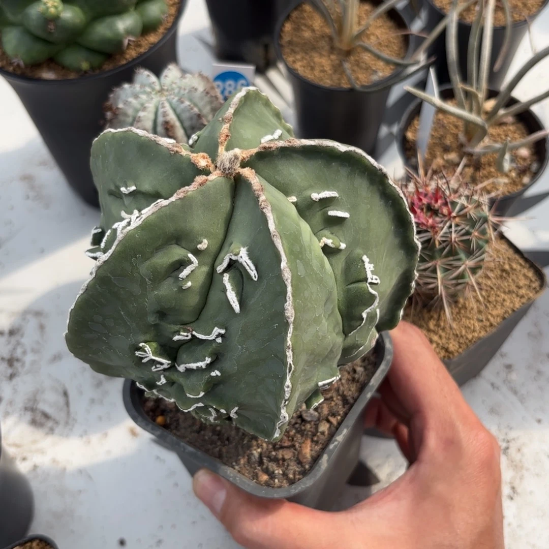 290实生恩冢核桃鸾凤玉