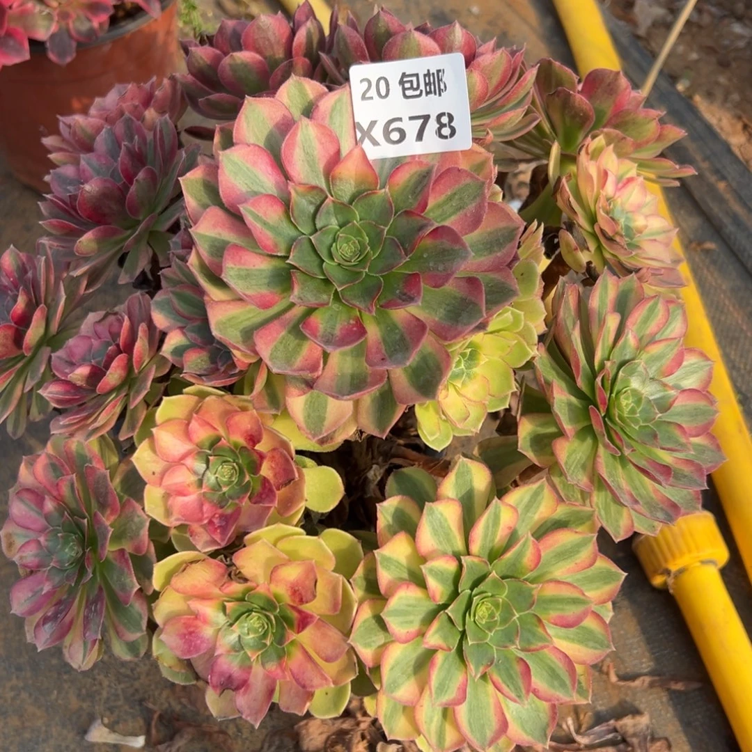 678雨荷，满20包邮